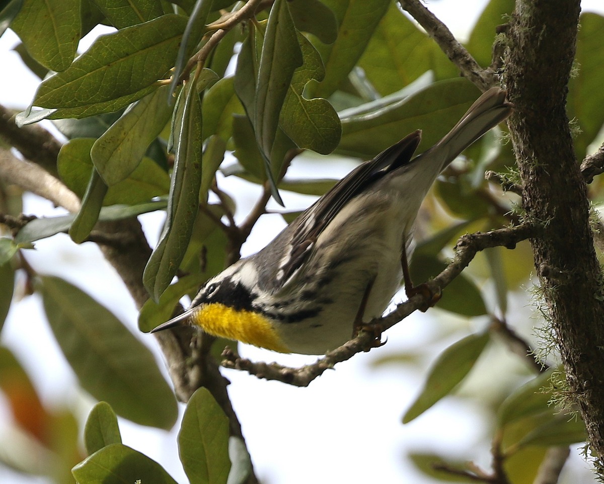 Yellow-throated Warbler - ML144782881