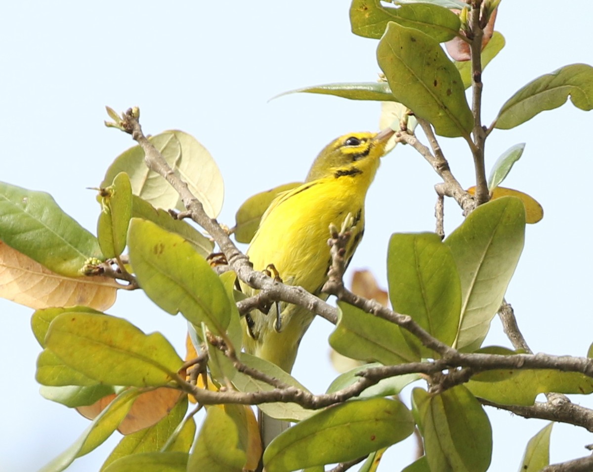 Prairie Warbler - joan garvey