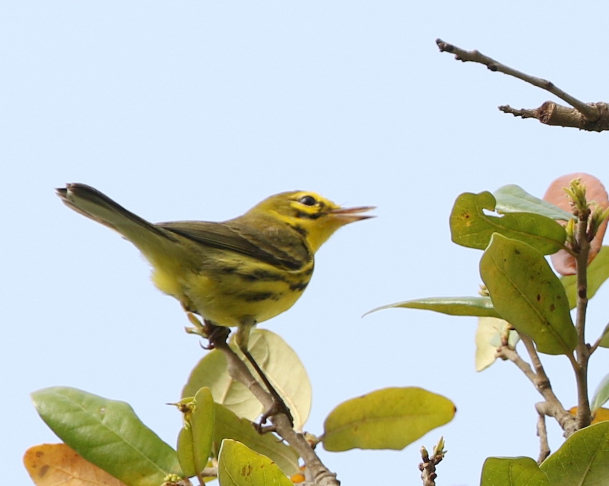 Prairie Warbler - joan garvey