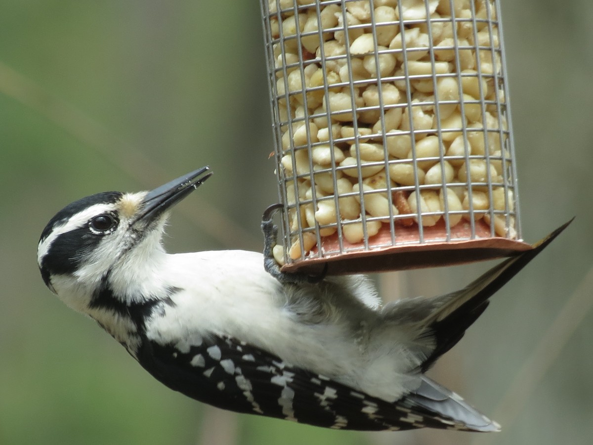 Hairy Woodpecker - Robin Welsh