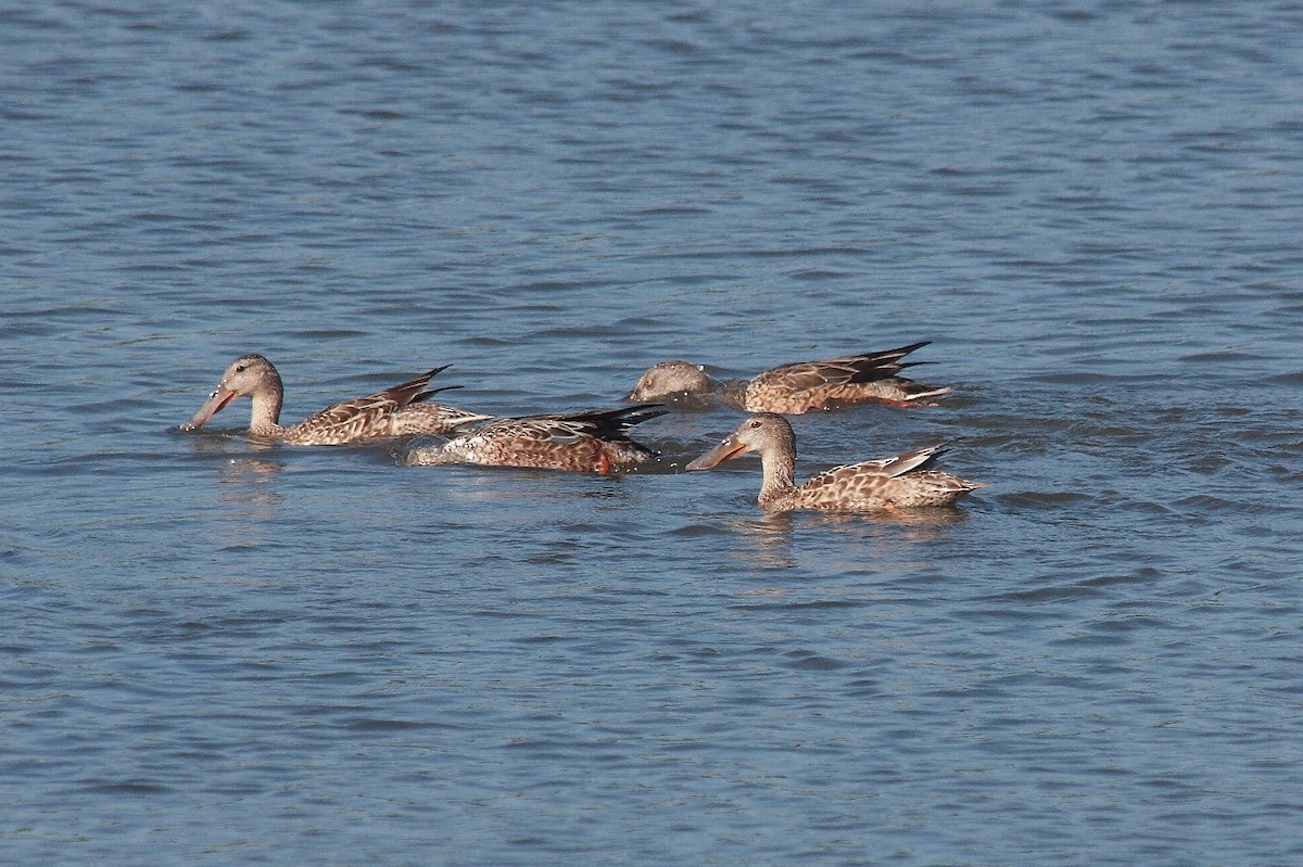 Northern Shoveler - Manfred Bienert