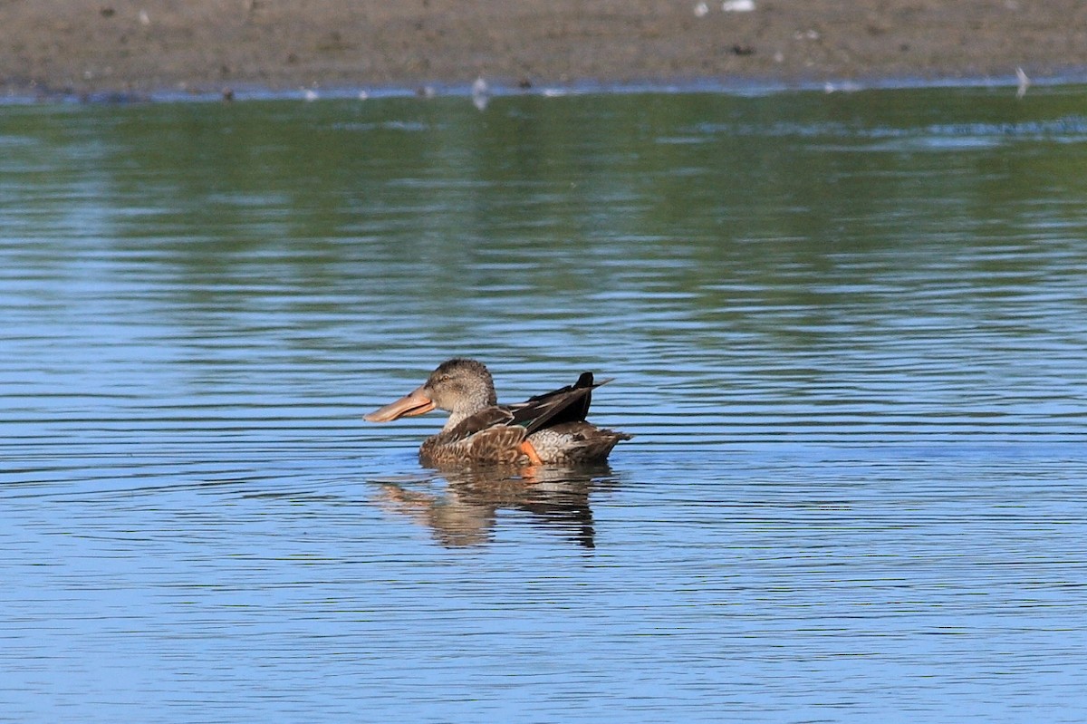 Canard souchet - ML144783771