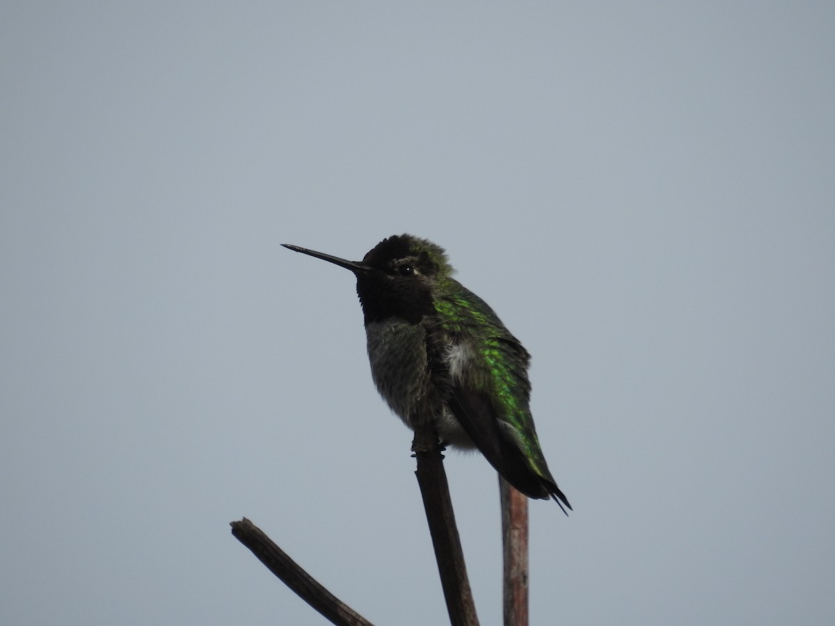 Anna's Hummingbird - ML144784081