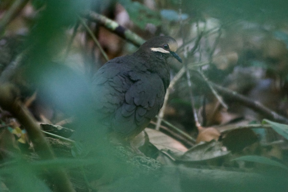 Olive-backed Quail-Dove - ML144784301