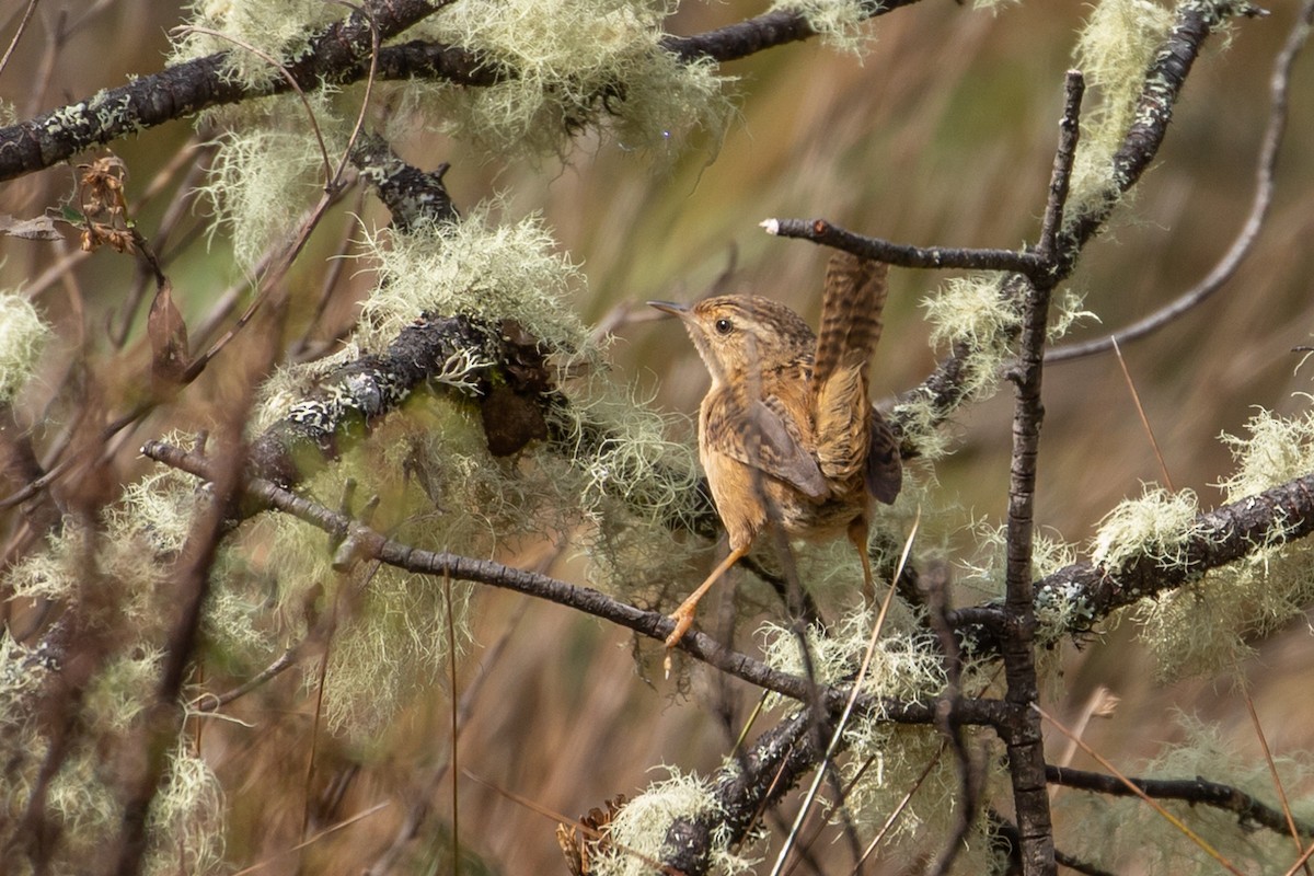 Grass Wren (Paramo) - ML144785721