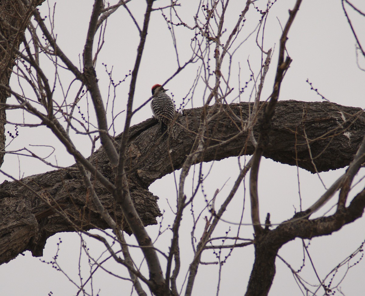 Ladder-backed Woodpecker - ML144786321