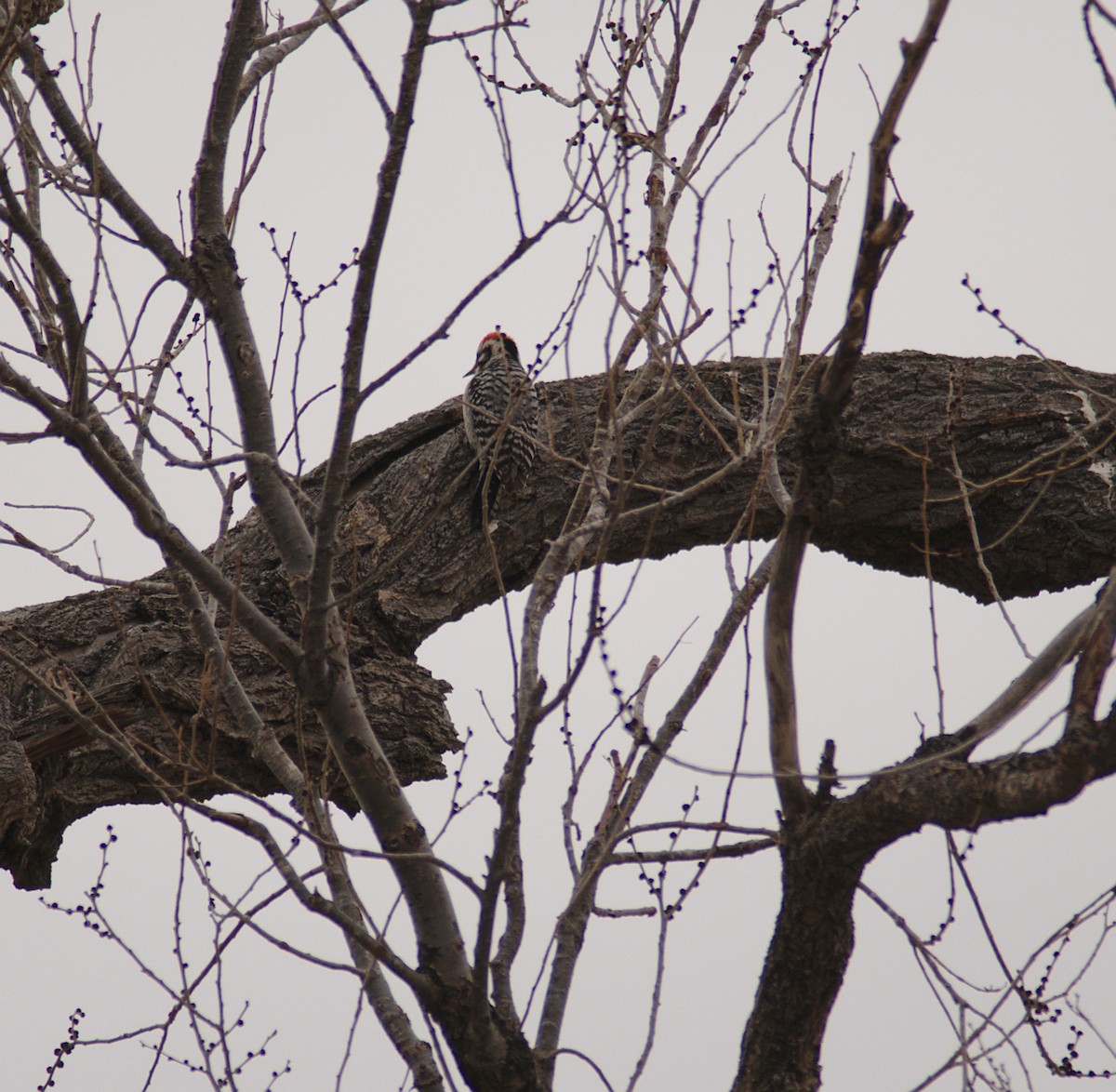 Ladder-backed Woodpecker - ML144786331