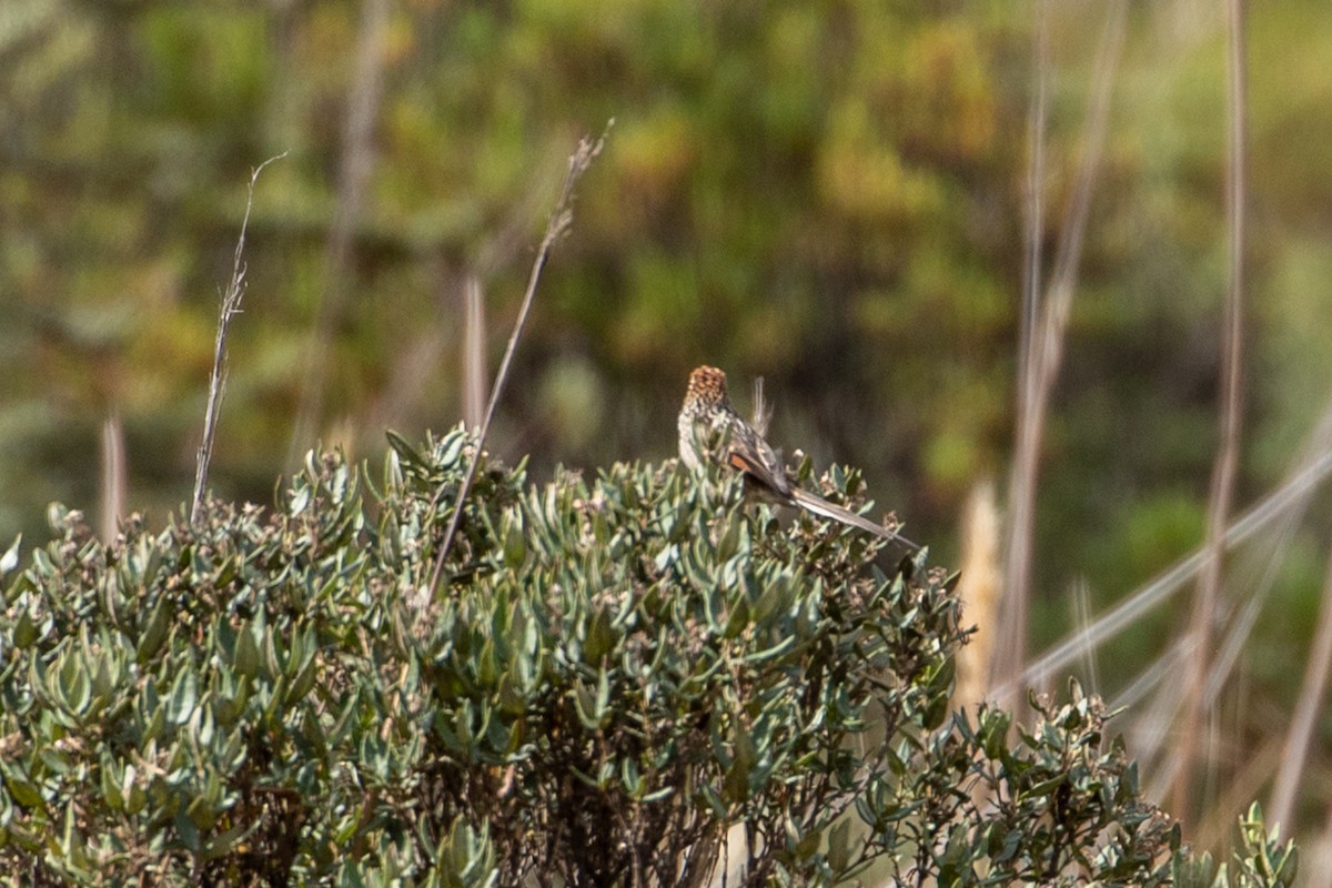 Andean Tit-Spinetail - ML144786721