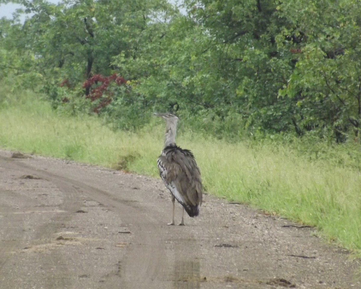 Kori Bustard - ML144789241