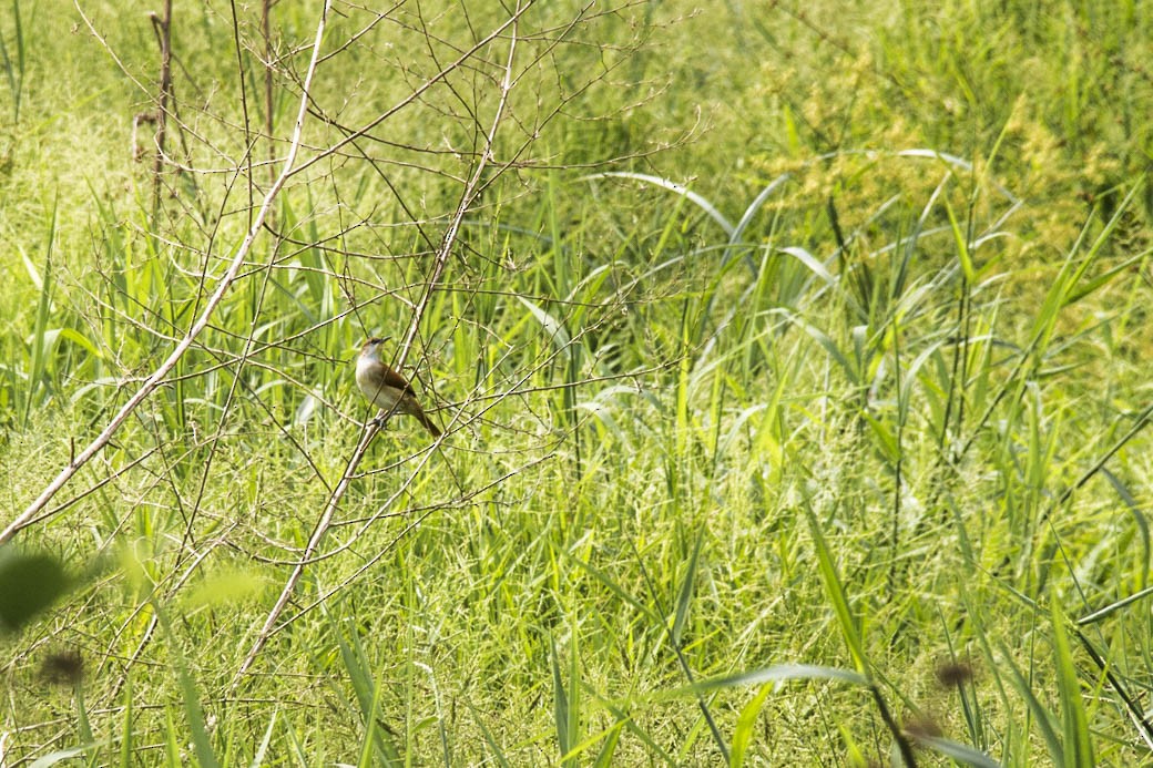 Yellow-chinned Spinetail - ML144792871