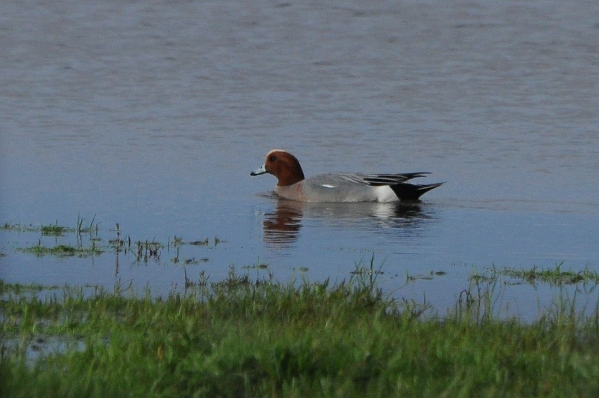 Eurasian Wigeon - ML144794281