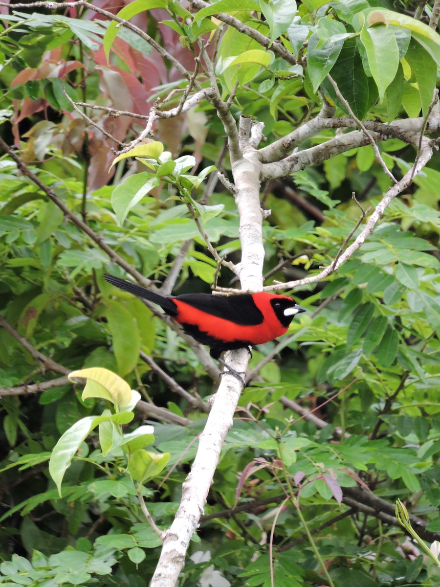 Masked Crimson Tanager - ML144795101