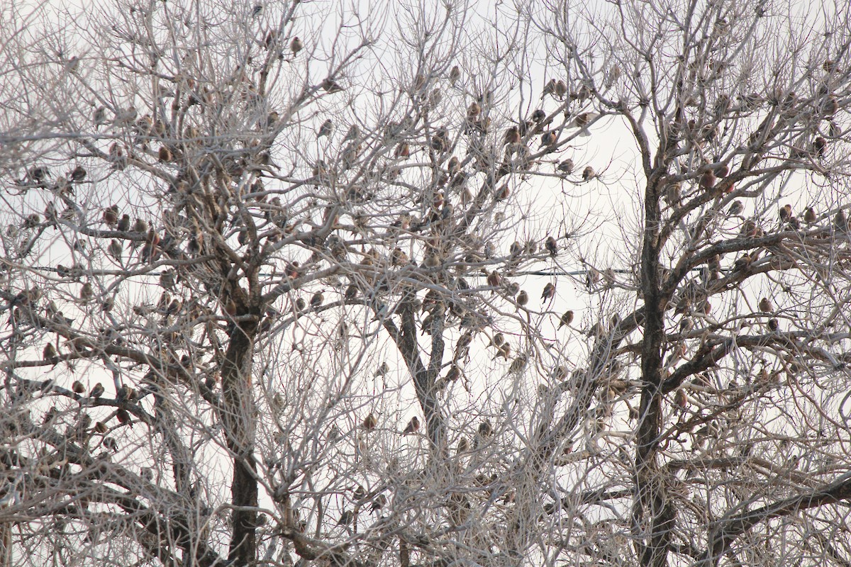 Gray-crowned Rosy-Finch - Reed Gorner