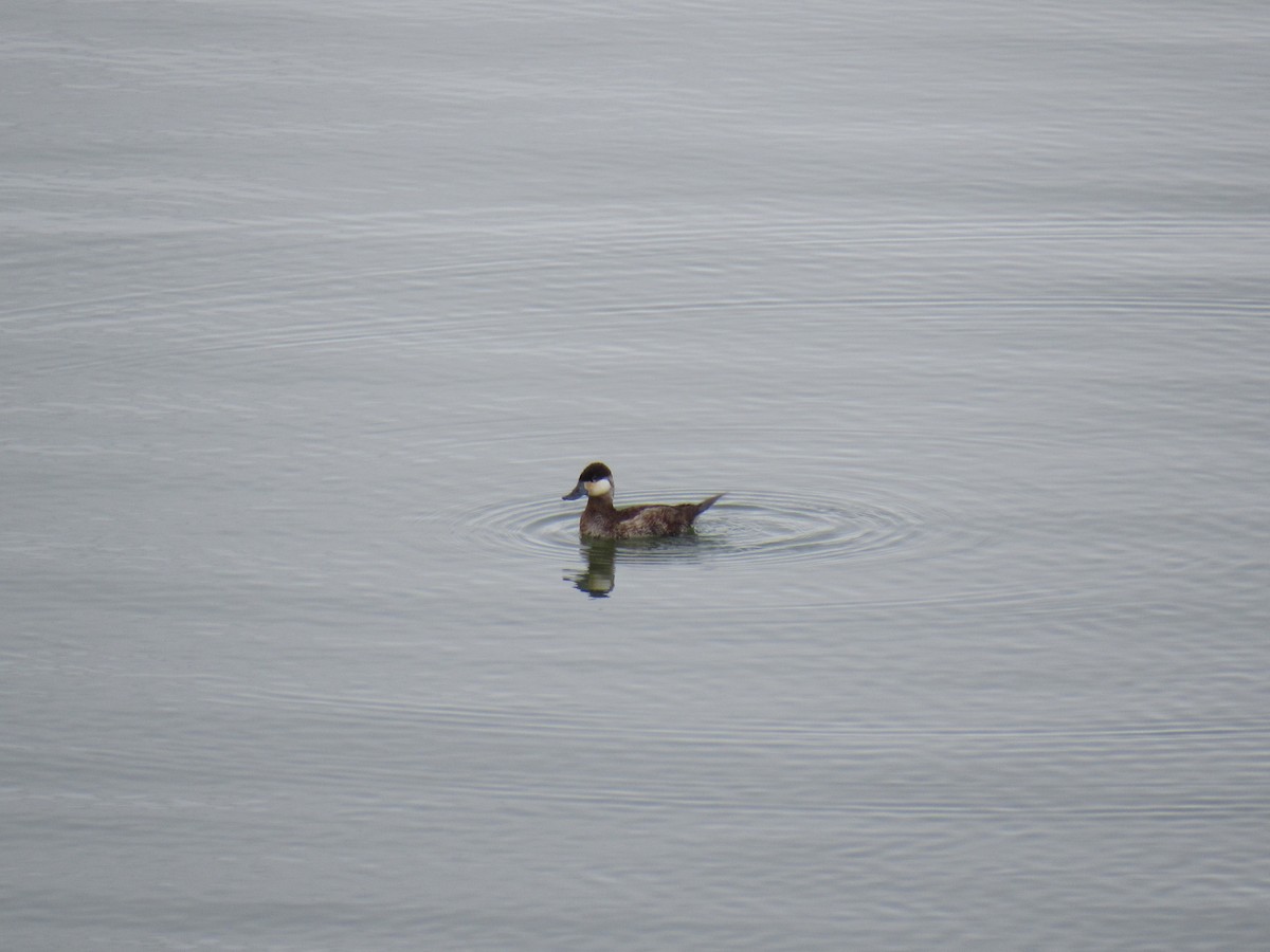 Ruddy Duck - ML144795731