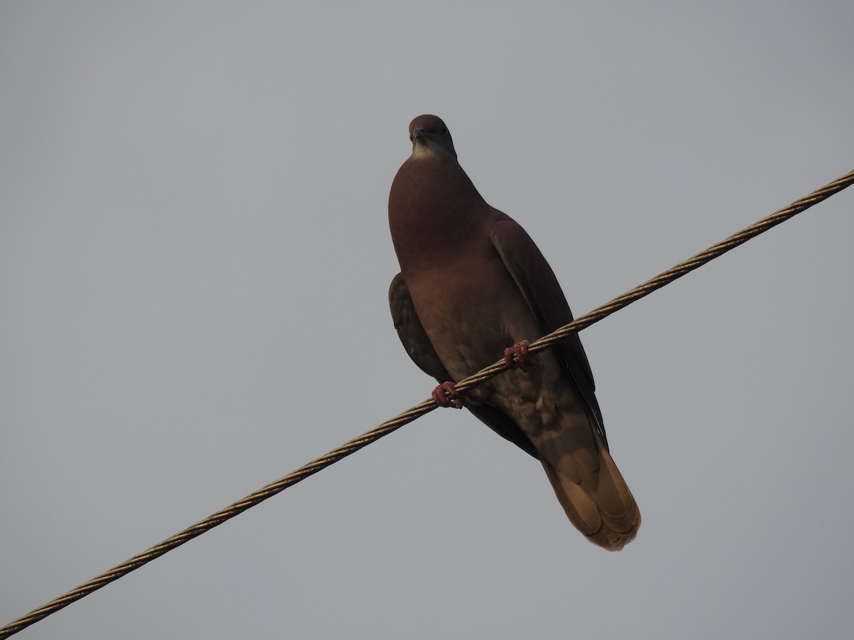 Pale-vented Pigeon - ML144797721