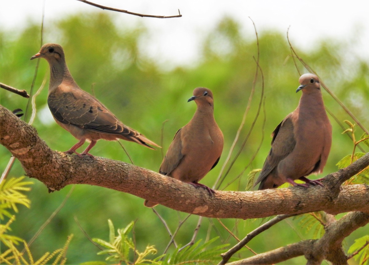 Eared Dove - ML144798151