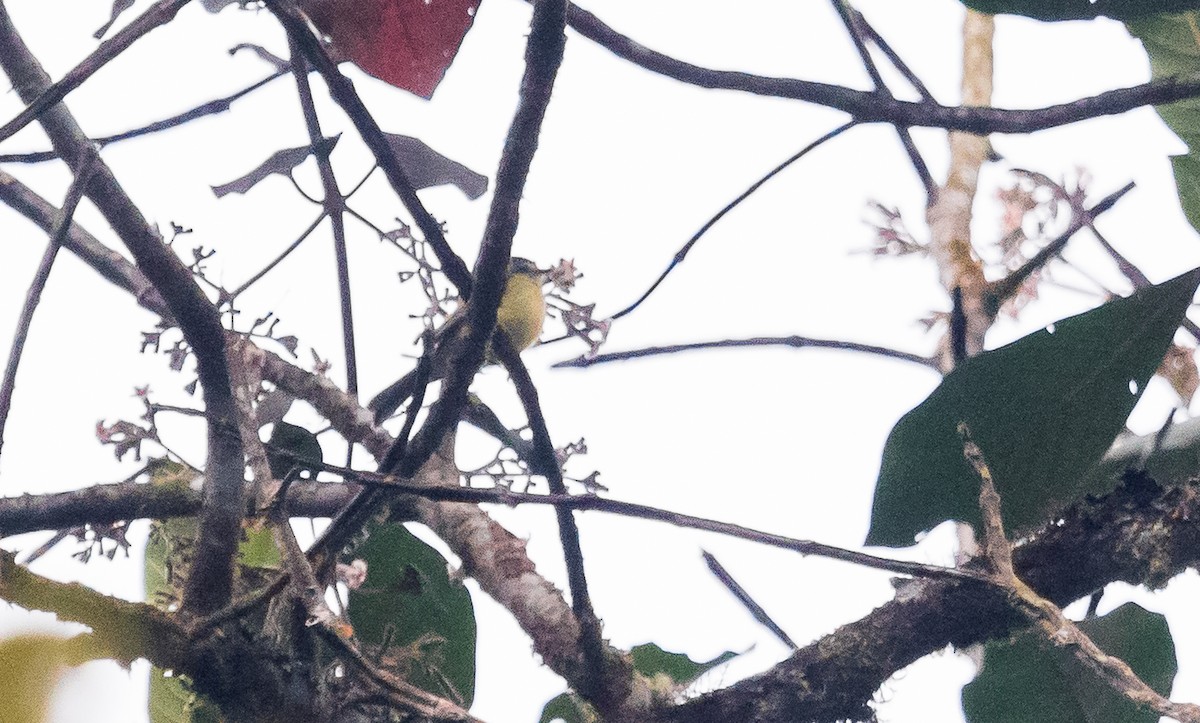 Plumbeous-crowned Tyrannulet - ML144798171