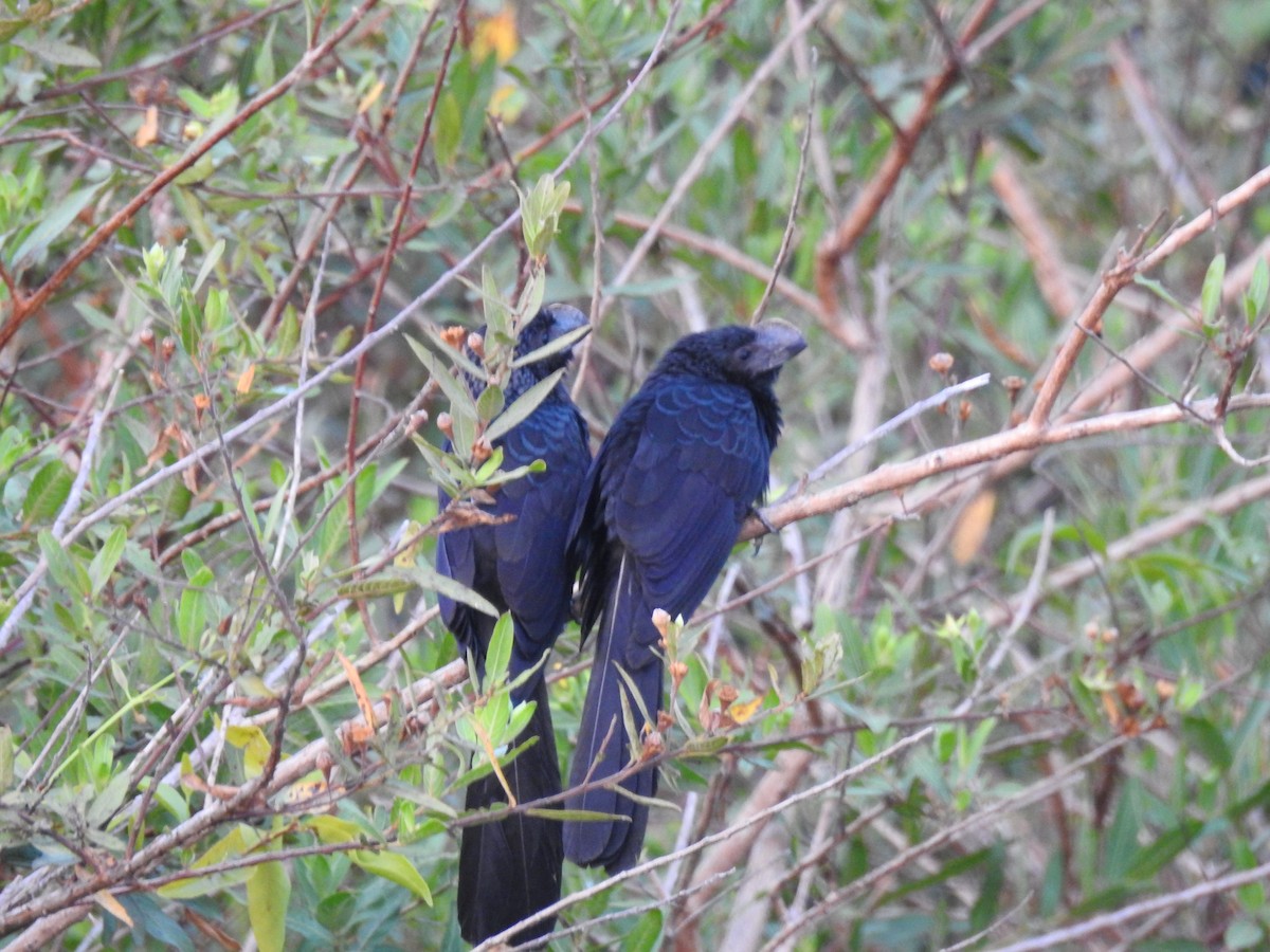 Smooth-billed Ani - ML144798491