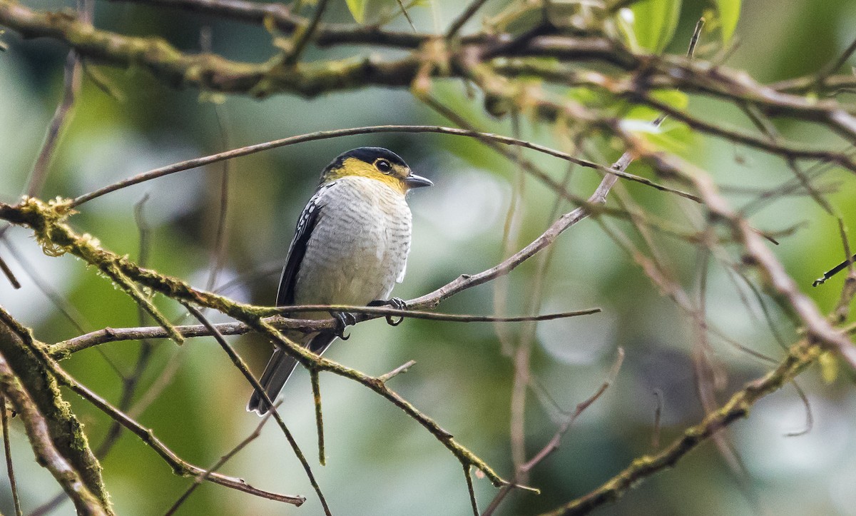 Barred Becard - ML144798921