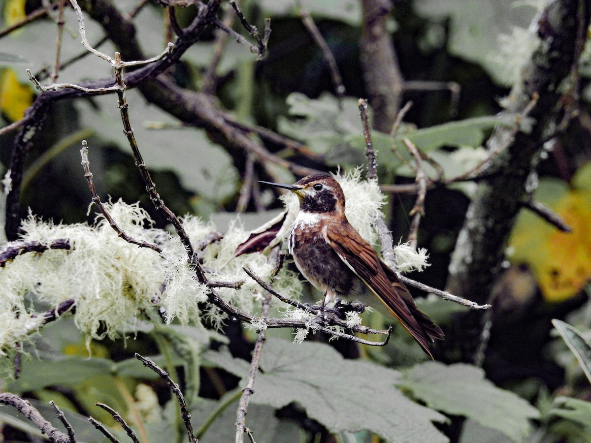 Purple-backed Sunbeam - ML144799591