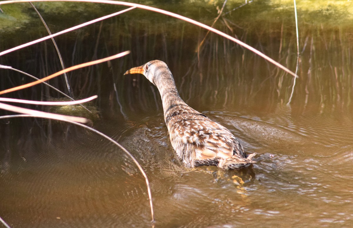 Clapper Rail - Lauren  Vaughn