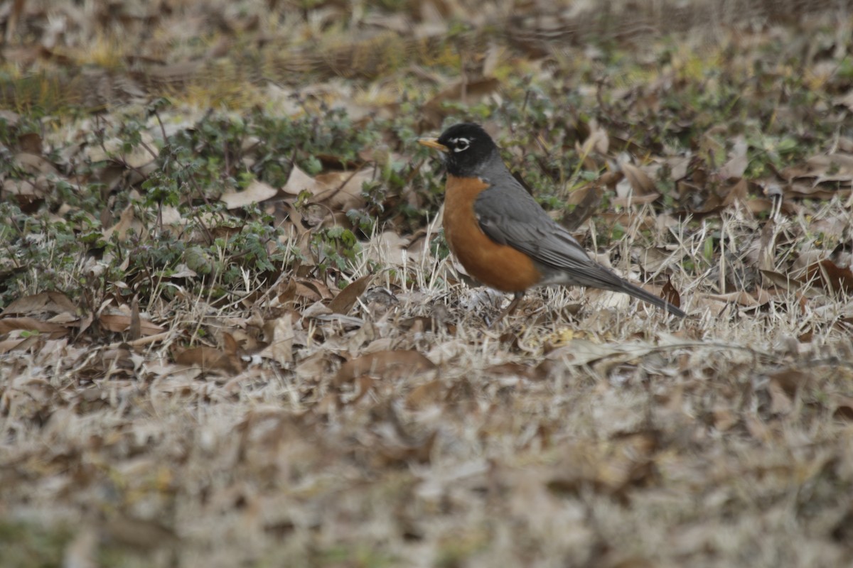 American Robin - ML144800181