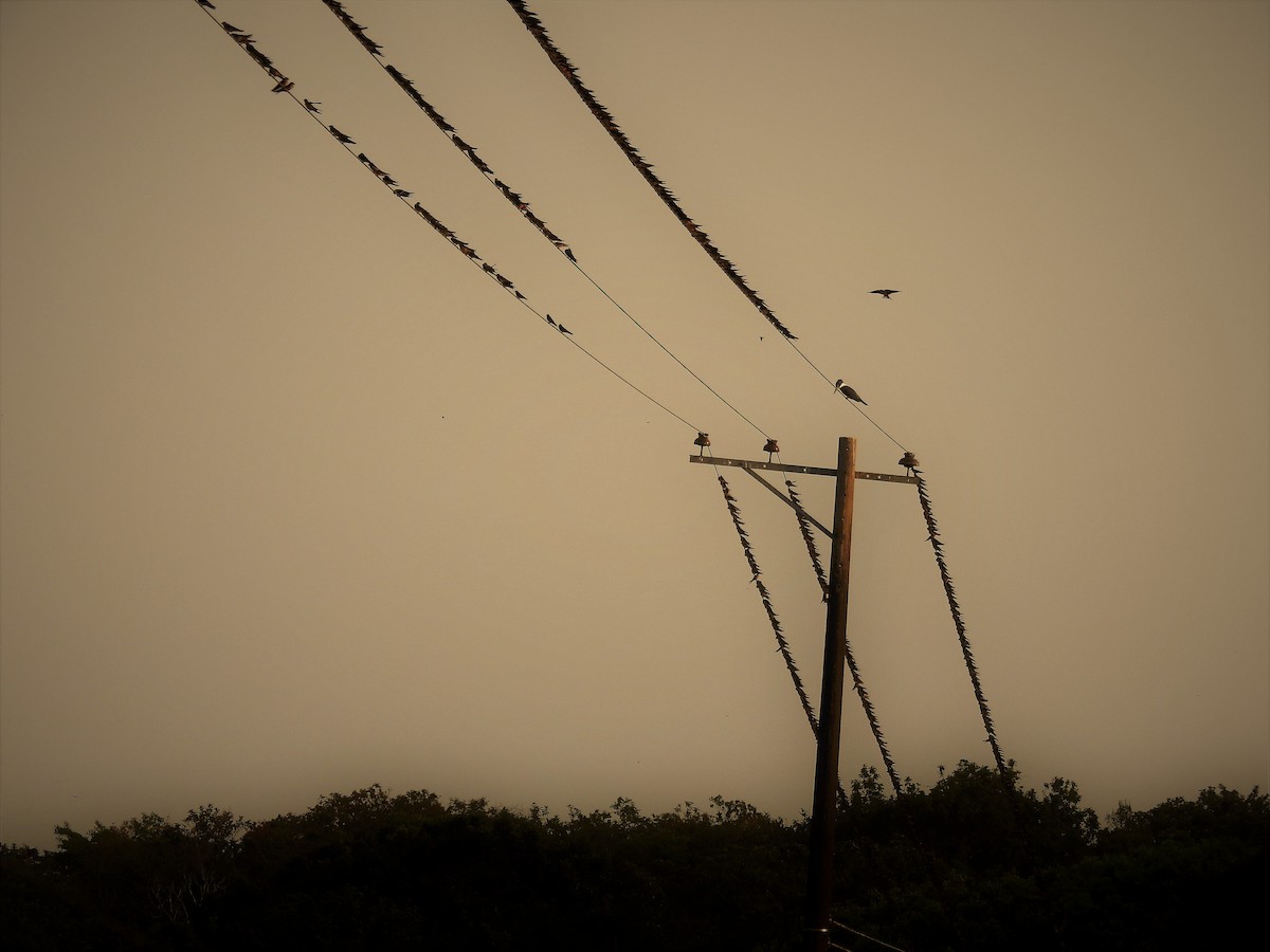 Southern Rough-winged Swallow - ML144800691