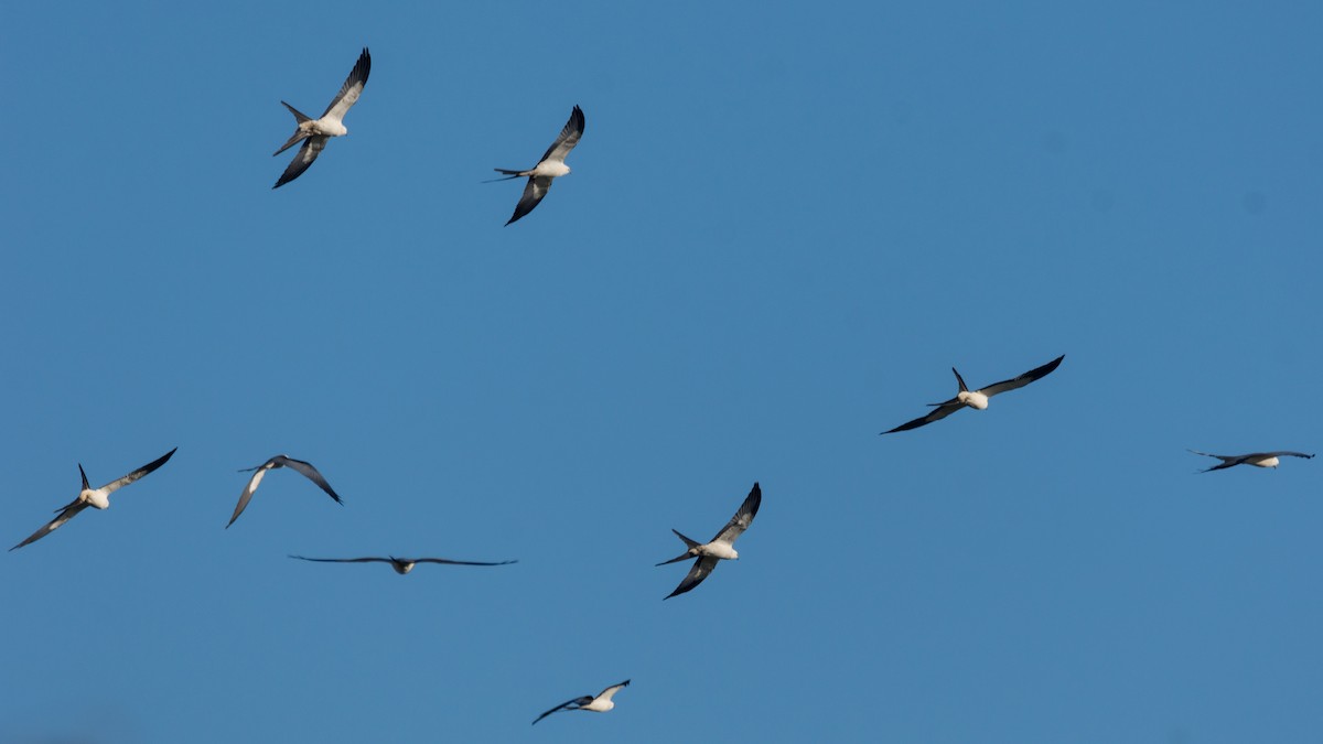 Swallow-tailed Kite - ML144800871