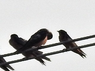 Southern Rough-winged Swallow - ML144800991