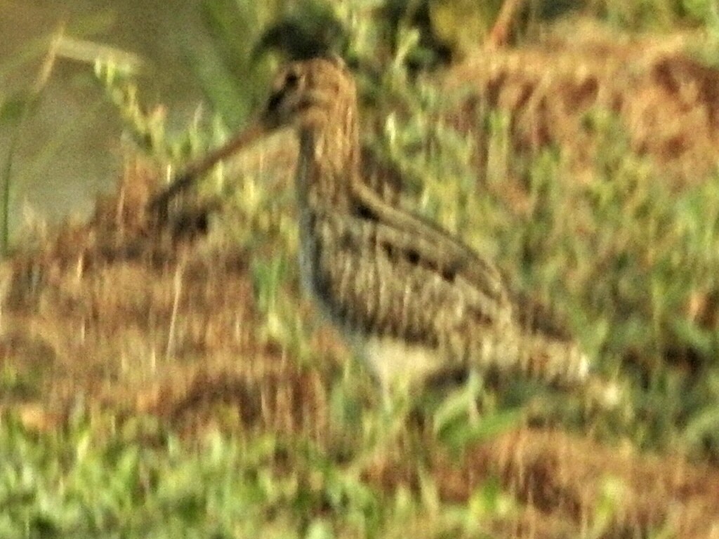 Pantanal Snipe - ML144801511