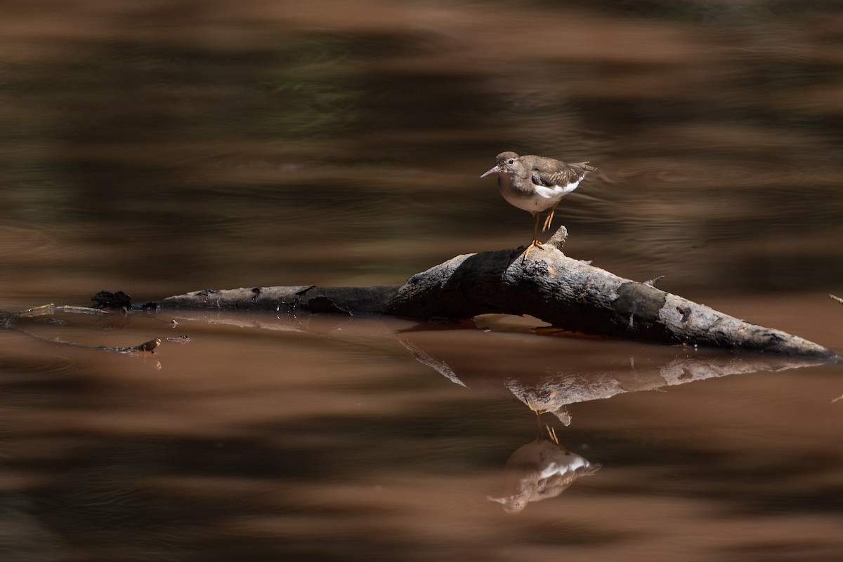 Spotted Sandpiper - ML144802551