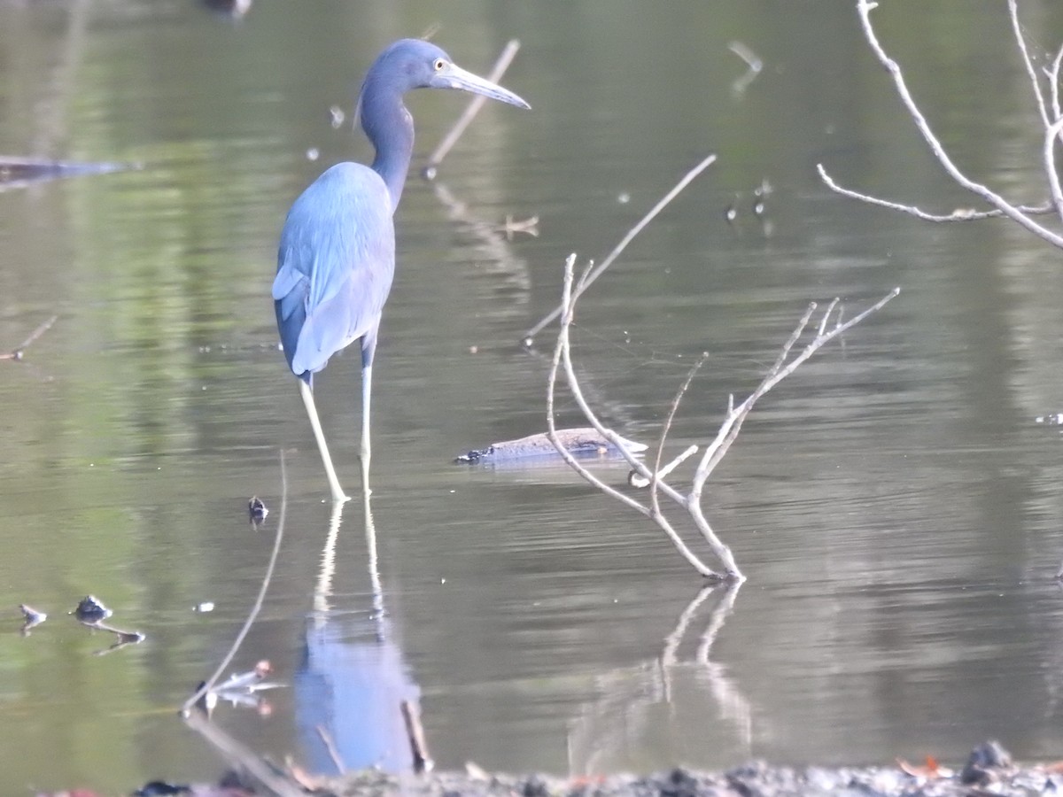 Little Blue Heron - ML144802671