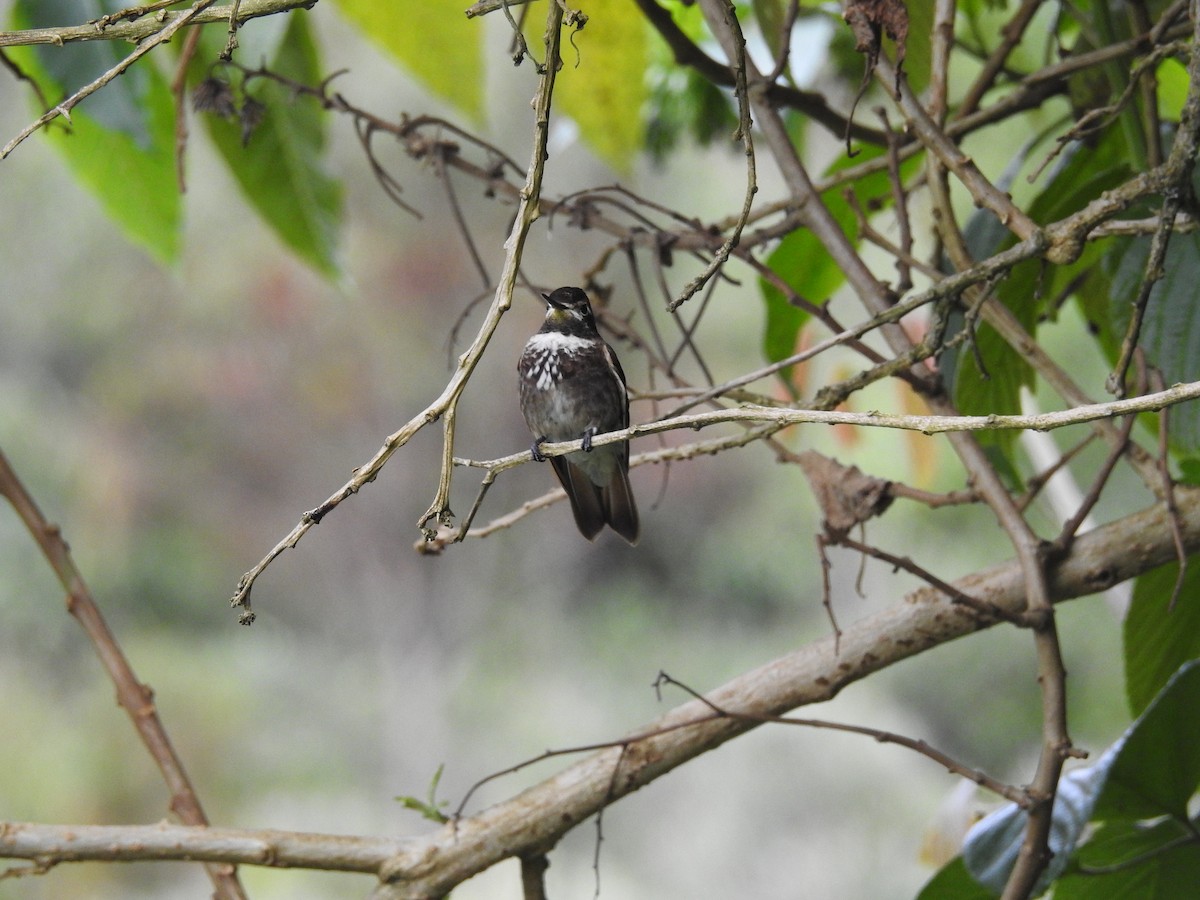 kolibřík maraňónský - ML144802741