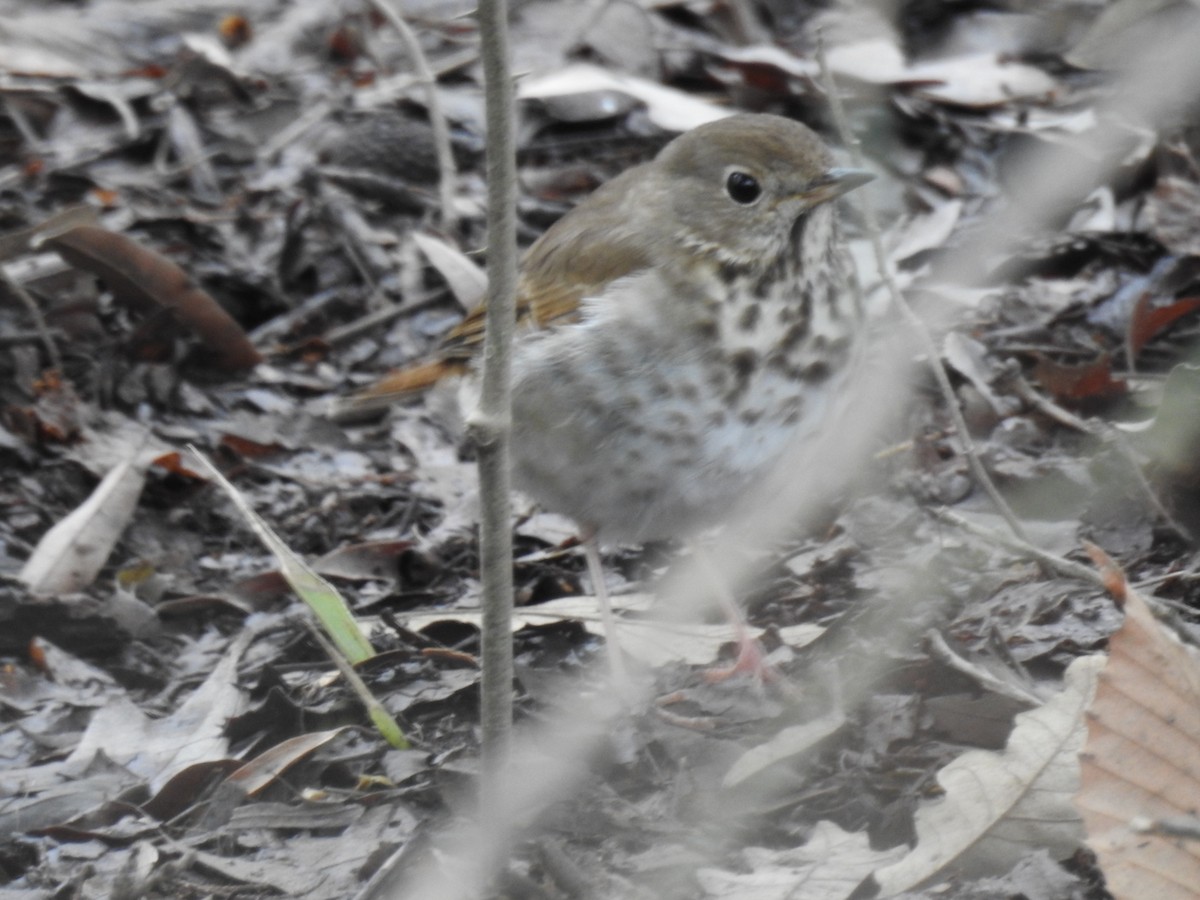 Hermit Thrush - ML144803511
