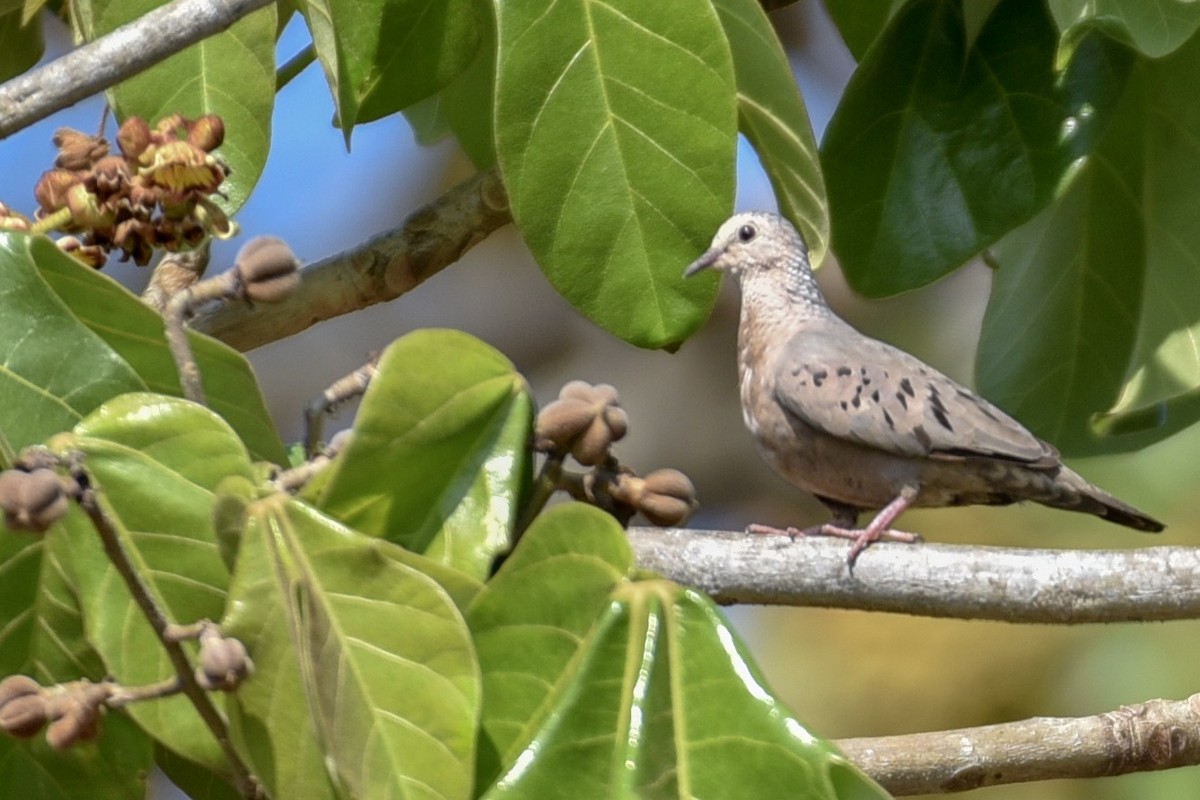 Common Ground Dove - ML144803541