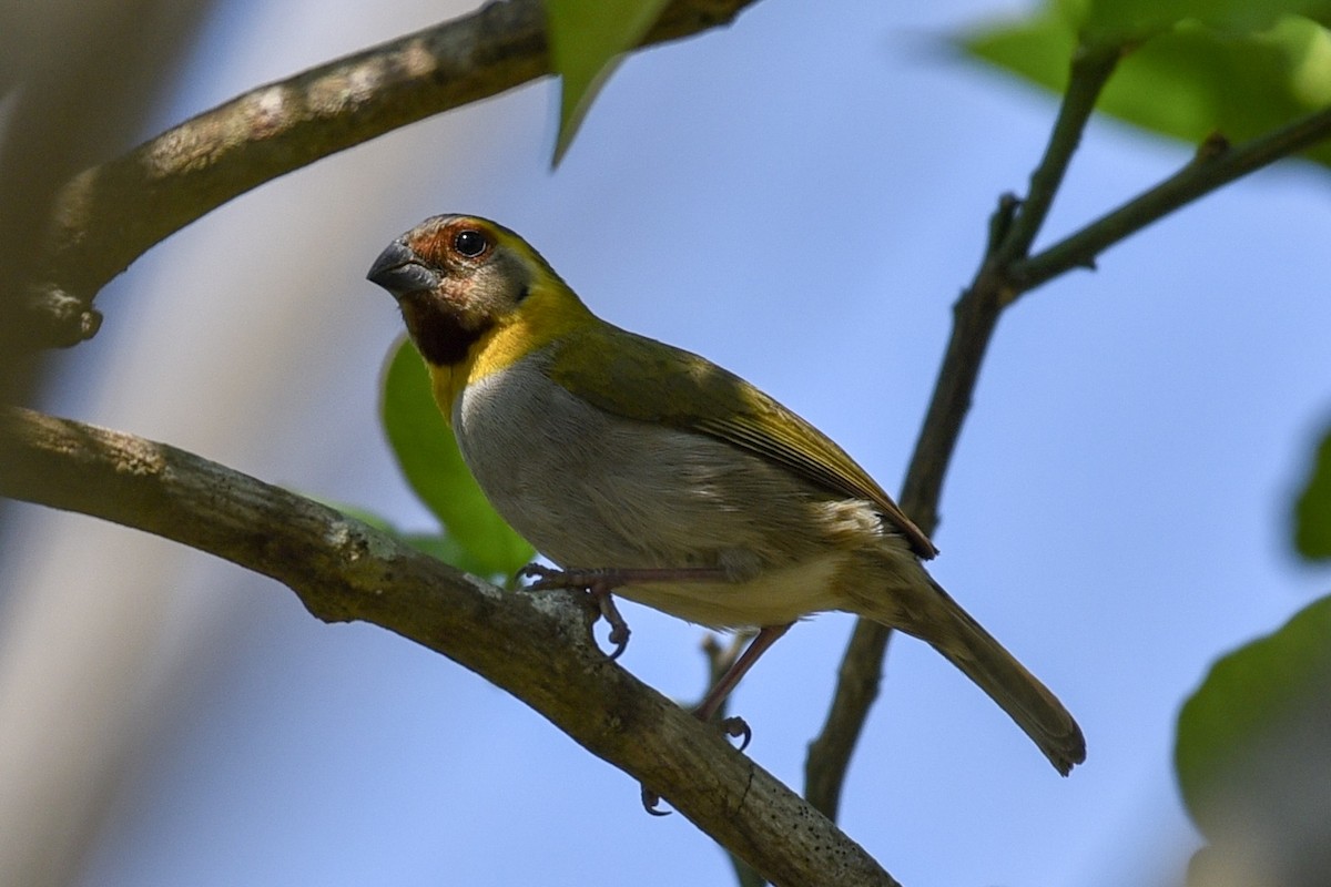 Yellow-faced Grassquit - ML144803911