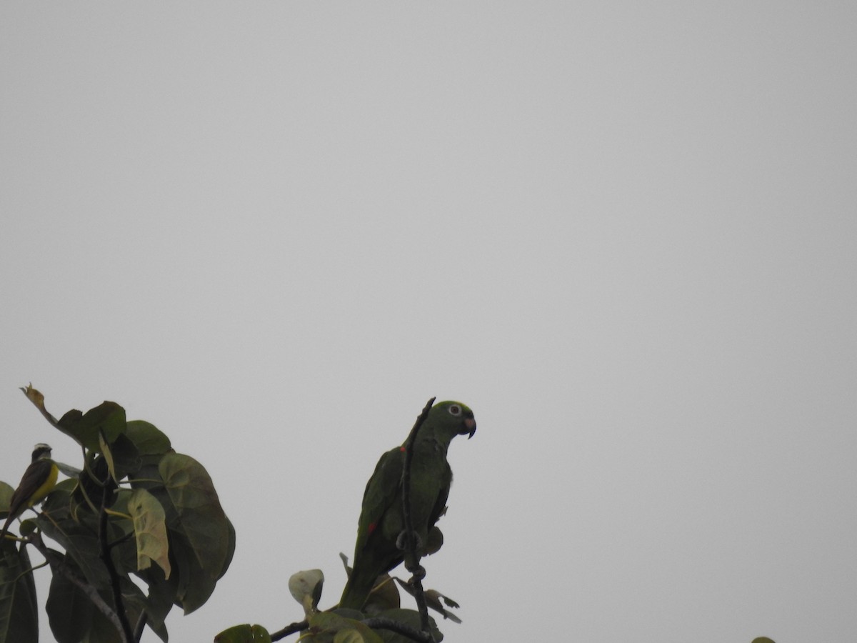Yellow-crowned Parrot - ML144805241