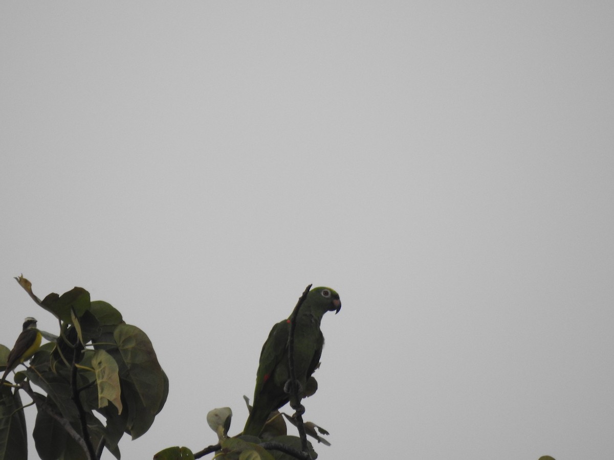 Yellow-crowned Amazon - ML144805241