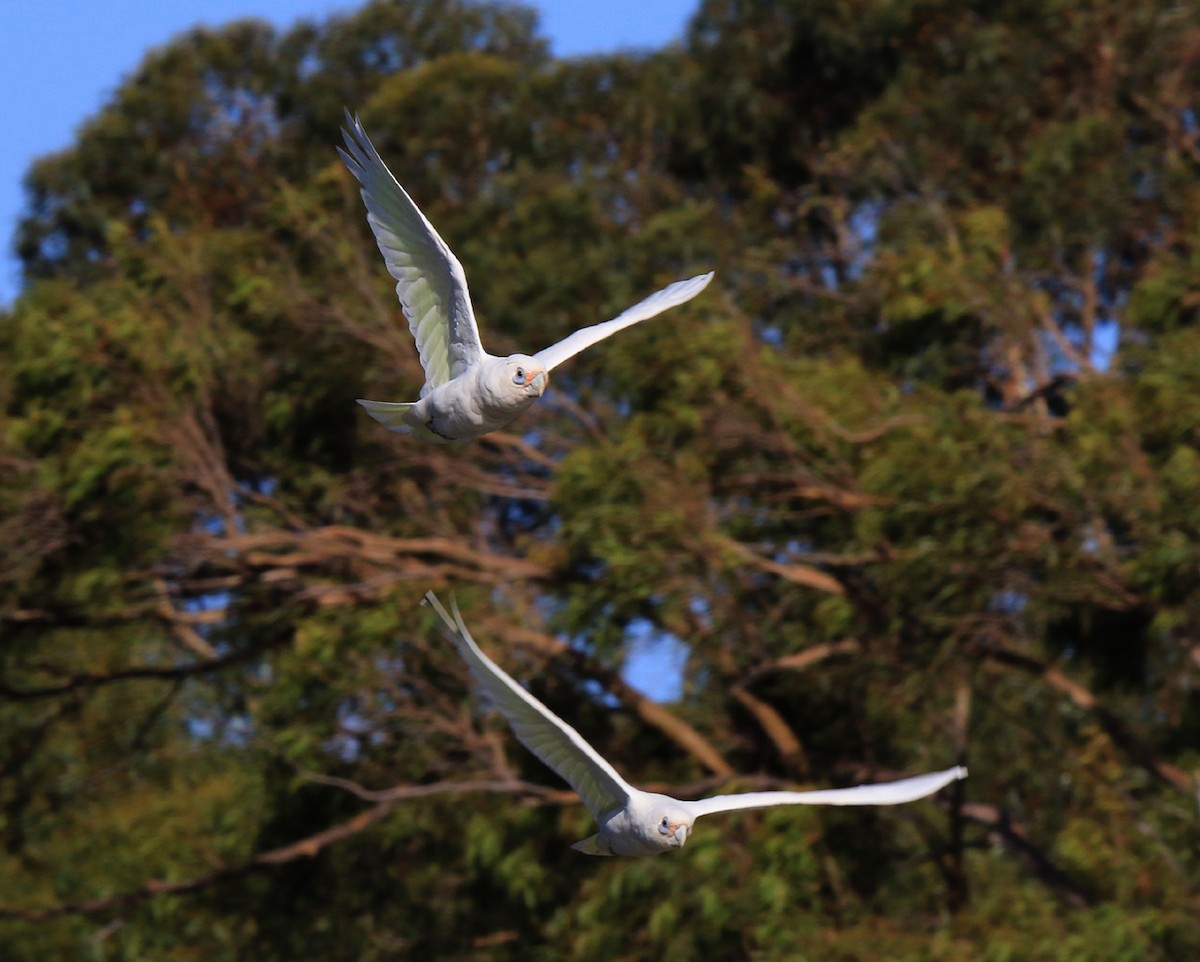 Cacatoès corella - ML144805311