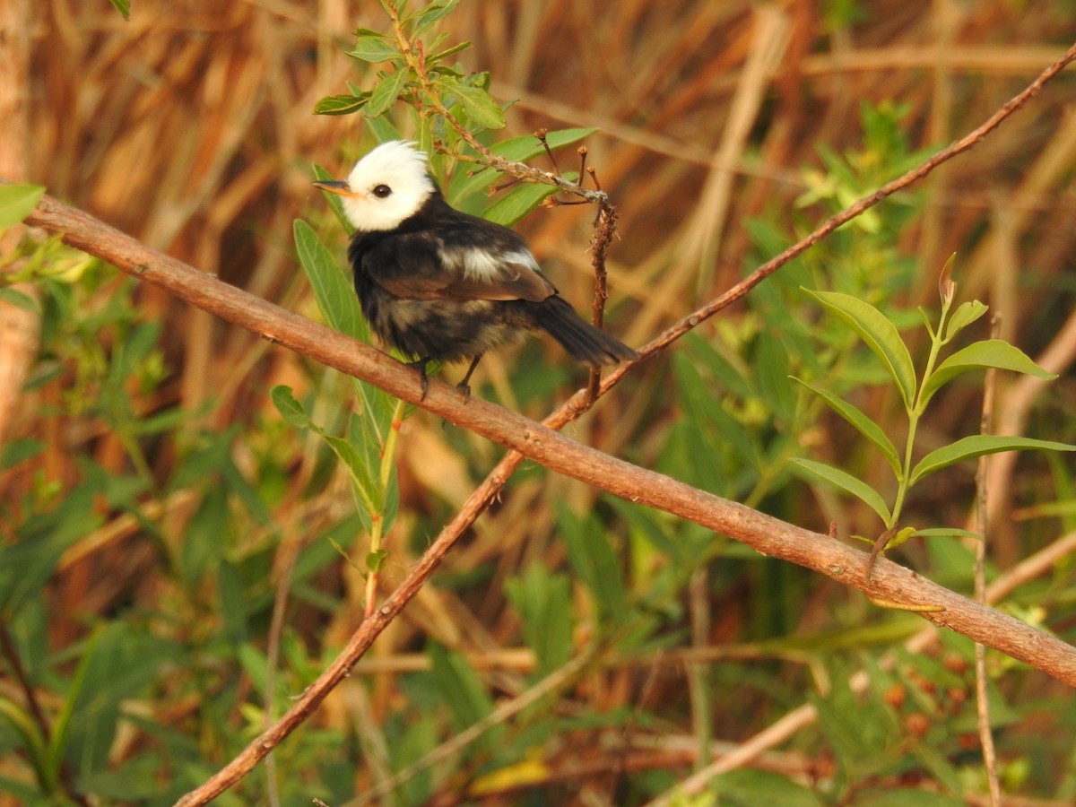 White-headed Marsh Tyrant - ML144805751