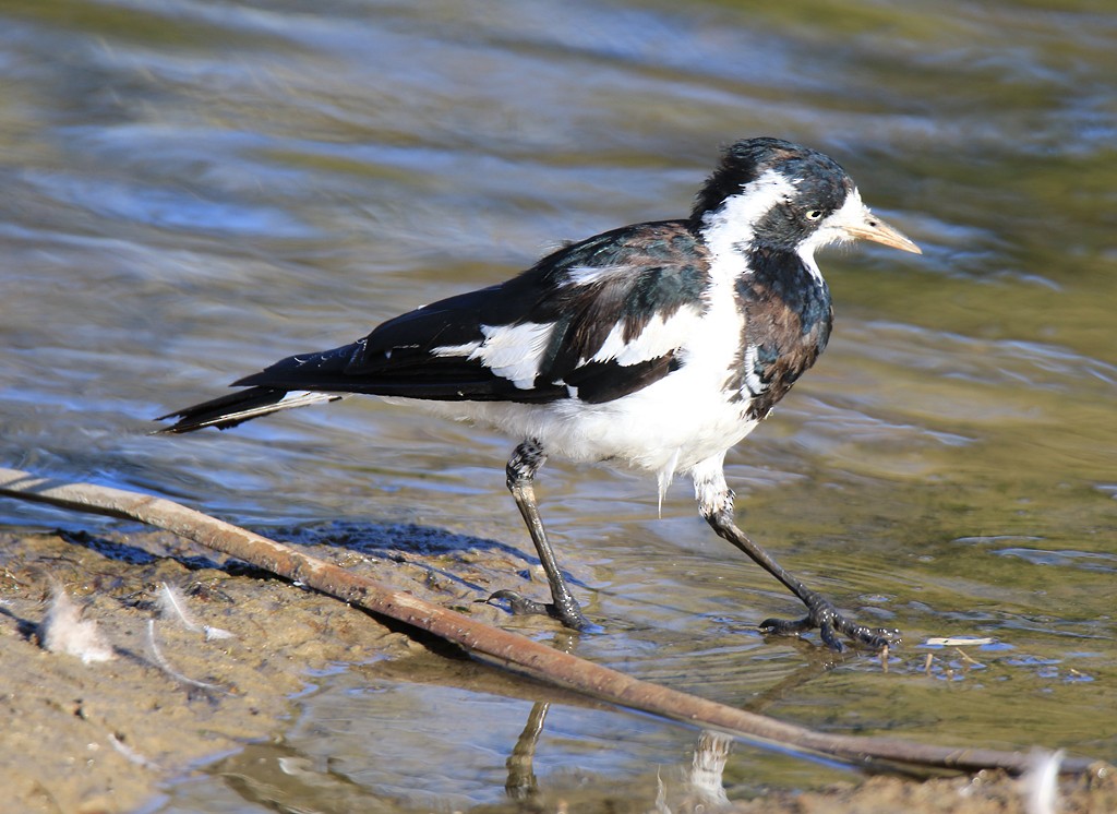 Magpie-lark - ML144805881