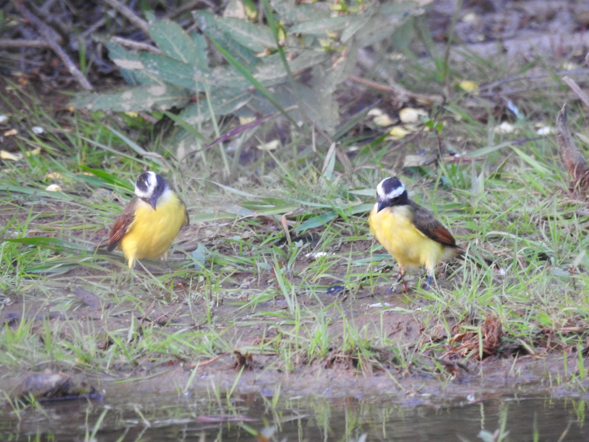 Rusty-margined Flycatcher - ML144805931