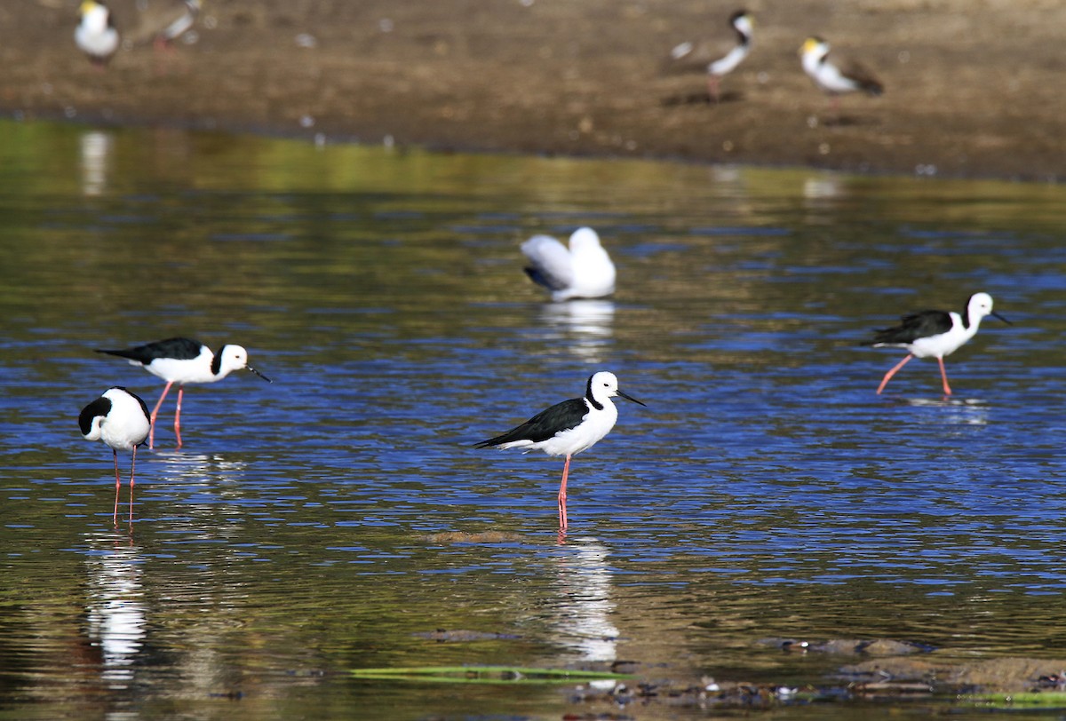 Pied Stilt - ML144806181