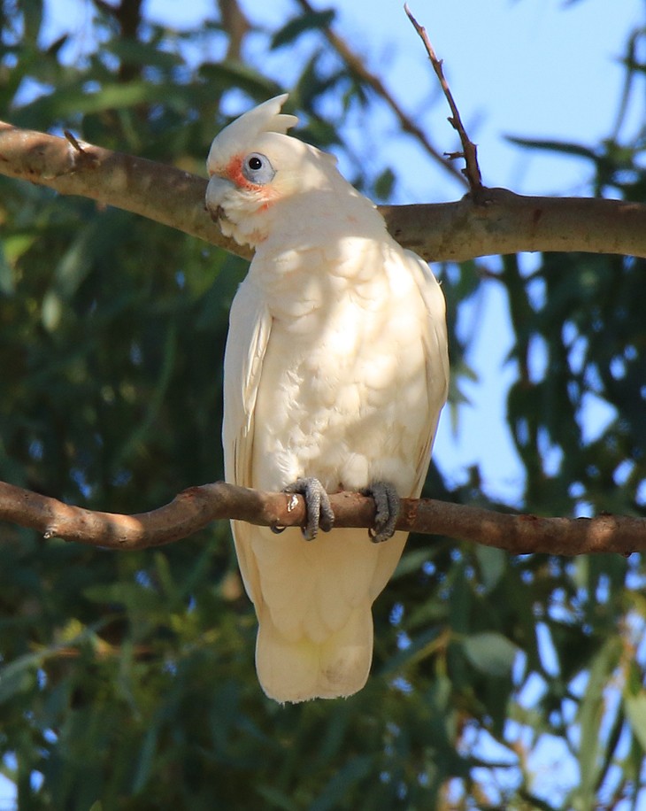 Cacatoès corella - ML144806831