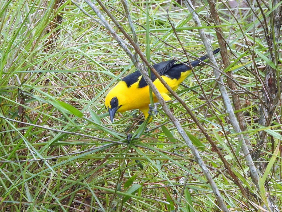 Oriole Blackbird - ML144806901