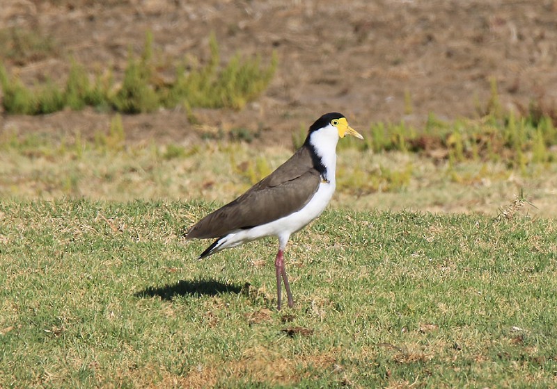 Masked Lapwing - ML144807231