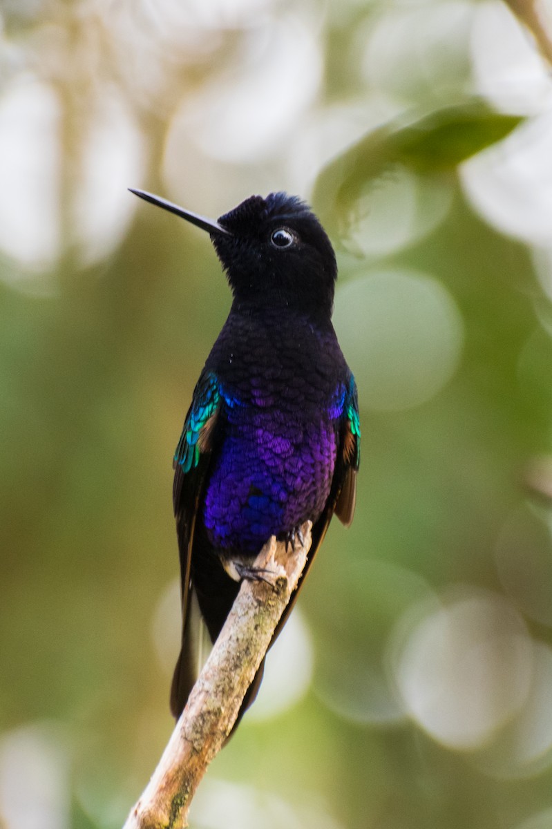 Velvet-purple Coronet - ML144807351