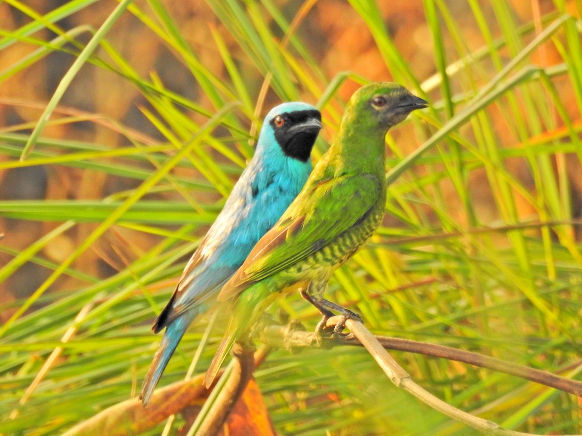 Swallow Tanager - ML144807561