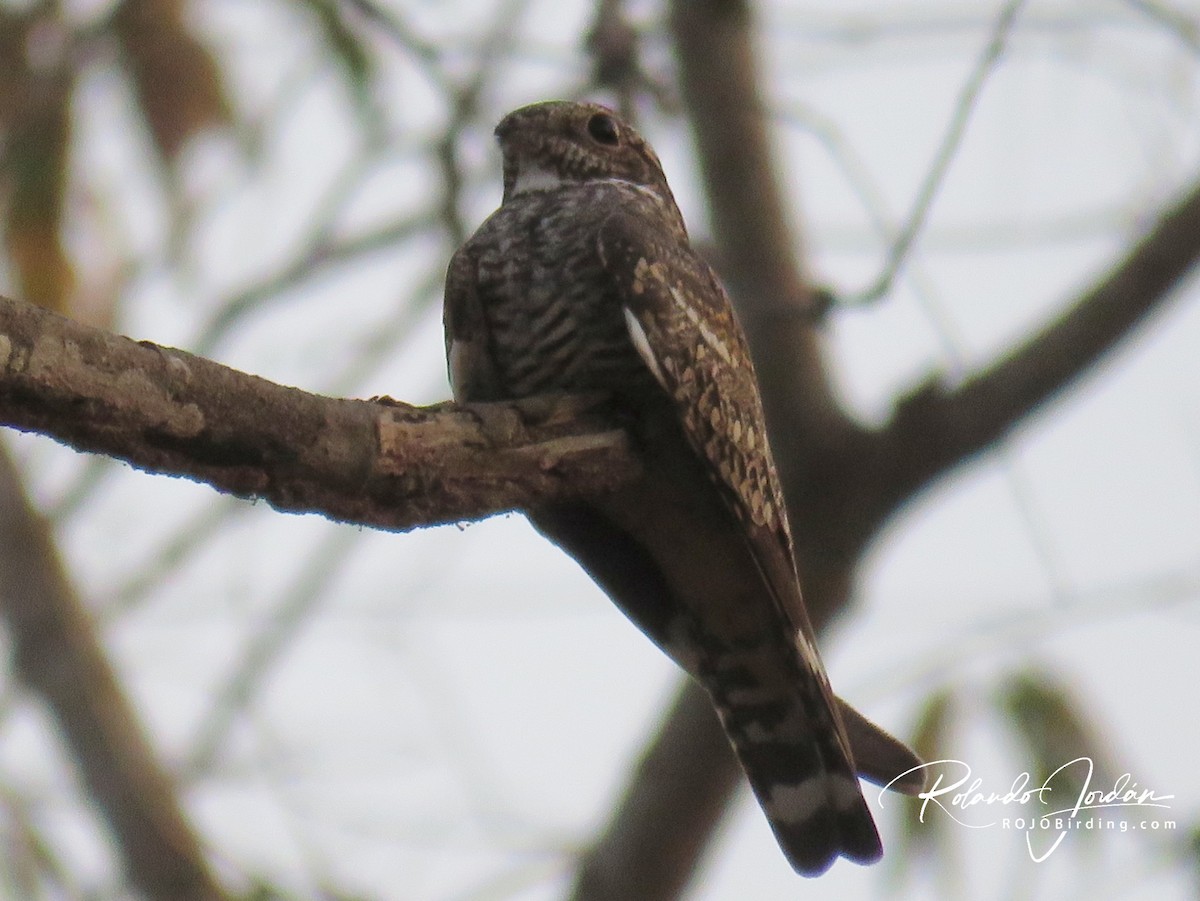 Lesser Nighthawk - Rolando Jordan