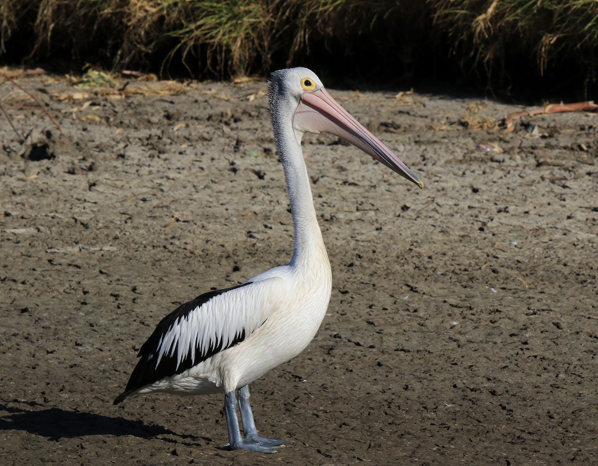 Australian Pelican - ML144807731